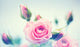 Beautiful pink roses. Vintage styled card design Wall Decal
