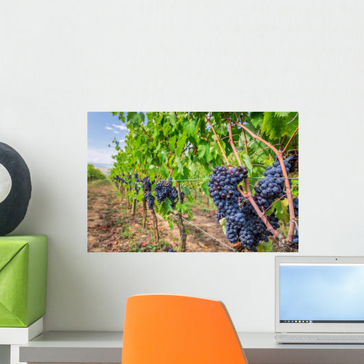 Ripe grapes in a vineyard, Tuscany Wall Decal