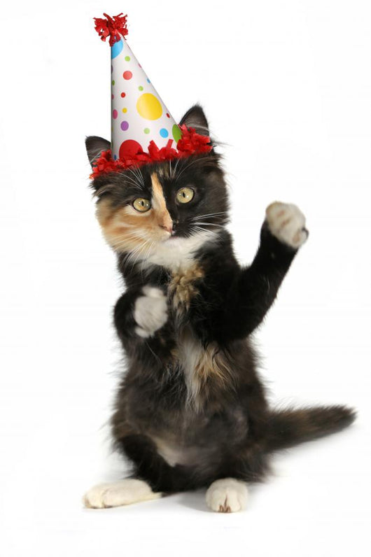 Adorable Kitten on a White Background With Birthday Hat Wall Decal