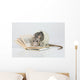 Reading Rat Wall Decal