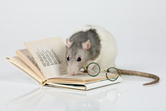 Reading Rat Wall Decal