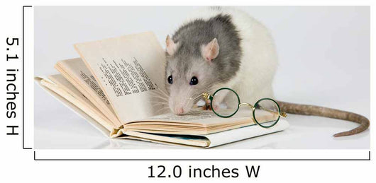 Reading Rat Wall Decal