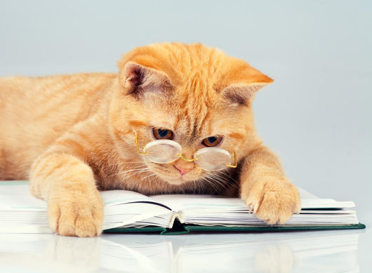 Cute business cat wearing glasses reading notebook (book) Wall Decal