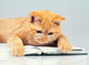 Cute business cat wearing glasses reading notebook (book) Wall Decal