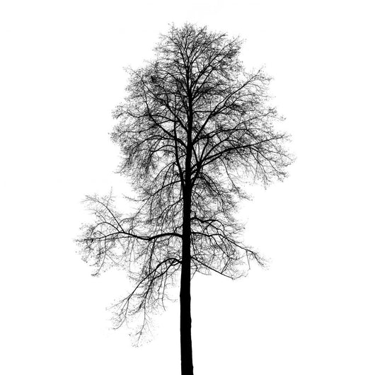 Leafless Birch Tree Silhouette