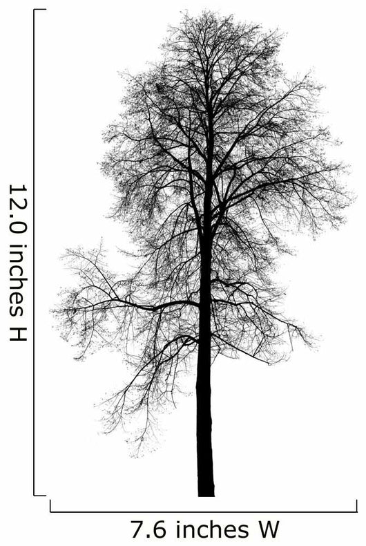 Leafless Birch Tree Silhouette Wall Decal