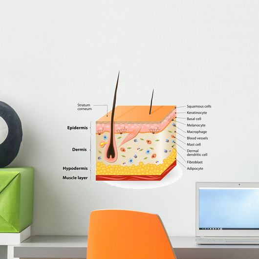 Different Cell Types Populating Wall Decal
