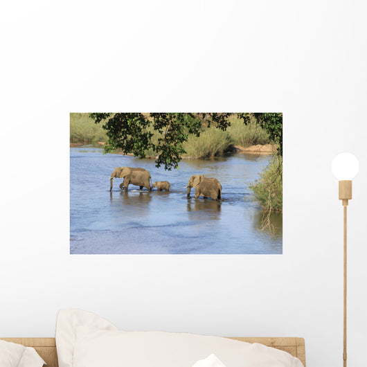 Elefantenfamilie durchquert Fluß Krüger Nationalpark Südafrika Wall Decal