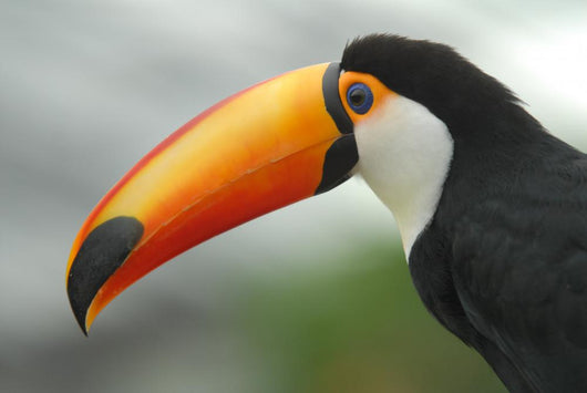 Profile Toucan Wall Decal