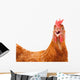 chicken hen shock Wall Decal