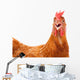 chicken hen shock Wall Decal