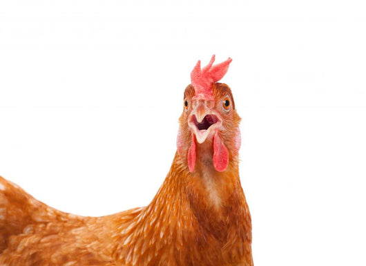chicken hen shock Wall Decal