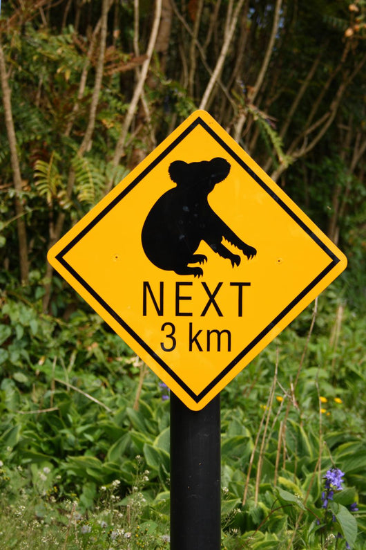 Koala bear sign Wall Decal
