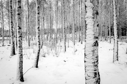 Birch tree forest in winter Wall Decal