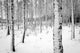Birch tree forest in winter Wall Decal