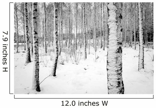 Birch tree forest in winter Wall Decal