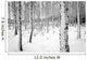 Birch tree forest in winter Wall Decal