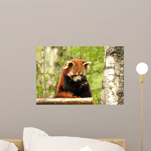 Red Panda Wall Decal