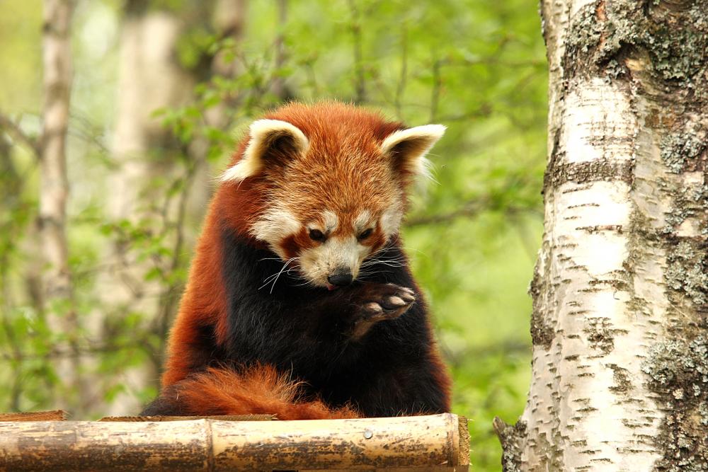 Red Panda Wall Decal Wallmonkeys