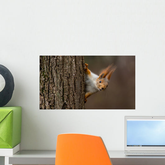 Surprised squirrel, peeking from behind a tree Wall Decal