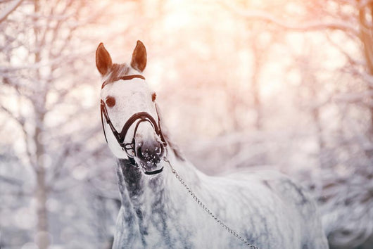 Sporty Horse Winter Wall Decal