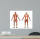 male anatomy Wall Decal