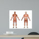 male anatomy Wall Decal