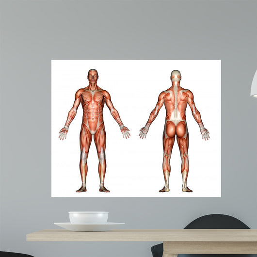 male anatomy Wall Decal