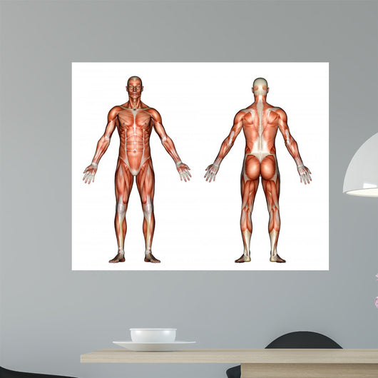 male anatomy Wall Decal