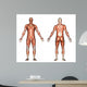 male anatomy Wall Decal