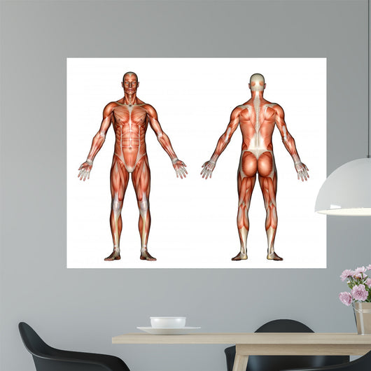 male anatomy Wall Decal