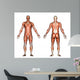 male anatomy Wall Decal
