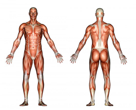 male anatomy Wall Decal