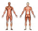 male anatomy Wall Decal