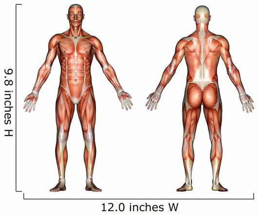 male anatomy Wall Decal