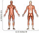 male anatomy Wall Decal
