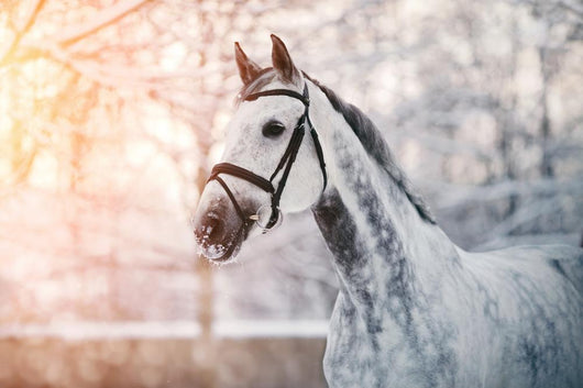 Sporty Grey Horse Wall Decal