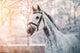 Sporty Grey Horse Wall Decal