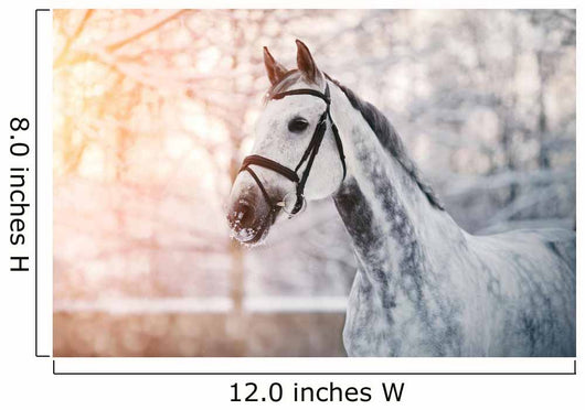 Sporty Grey Horse Wall Decal
