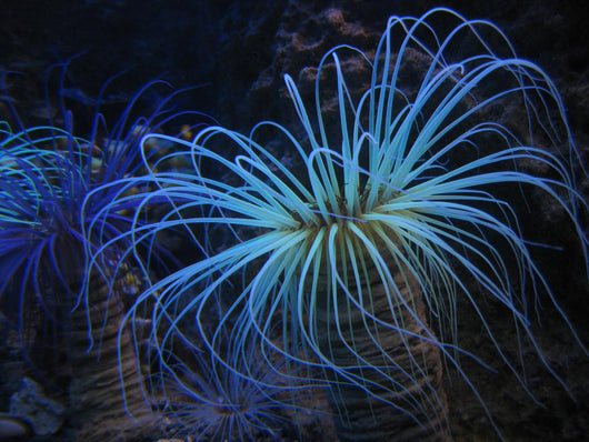 Underwater Plant Wall Decal