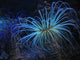 Underwater Plant Wall Decal