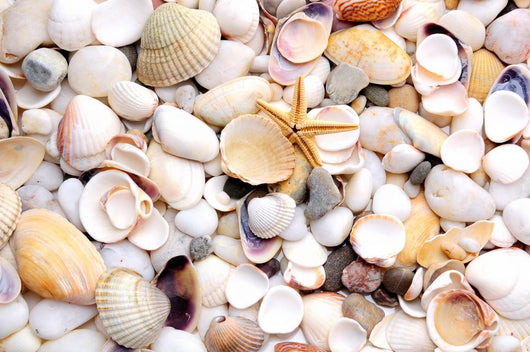 Seashell and starfish Wall Decal