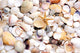 Seashell and starfish Wall Decal