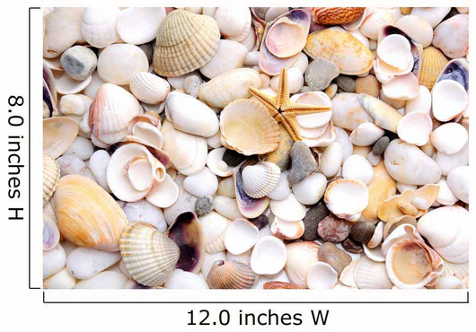 Seashell and starfish Wall Decal