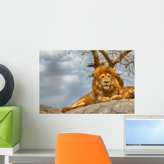 Male lion sitting on a rock facing straight Wall Decal