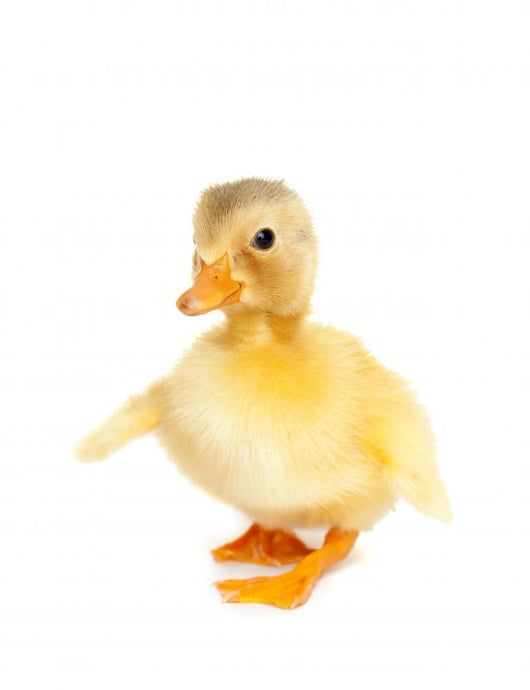 Cute Baby Duck Wall Decal