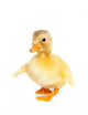 Cute Baby Duck Wall Decal