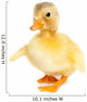 Cute baby duck Wall Decal