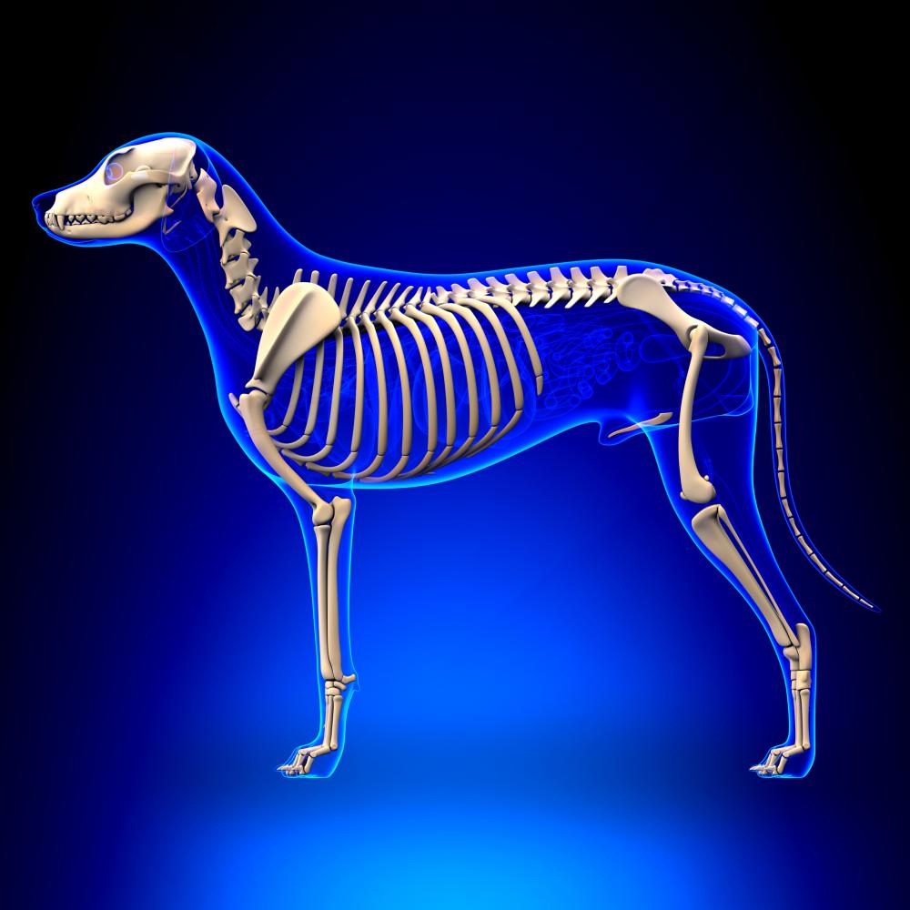 Skeletal System – Canine Anatomy for Beginners