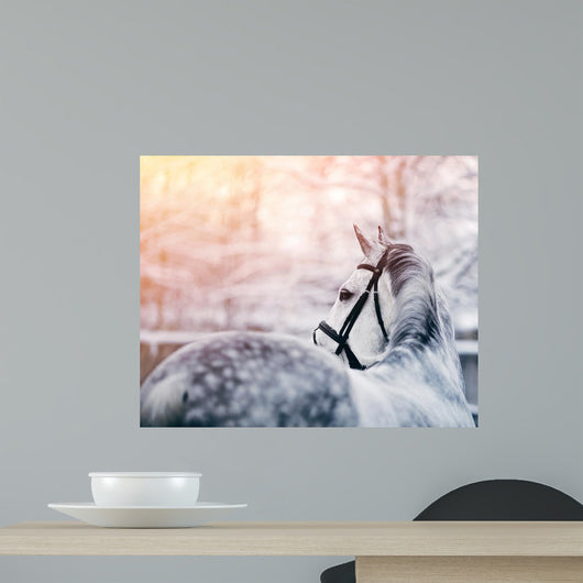 Portrait of a gray sports horse in the winter Wall Mural